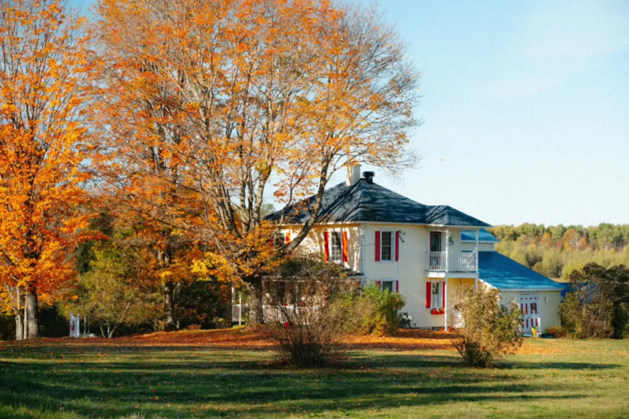 Farmhouse and lawn under bright orange autumn maple trees