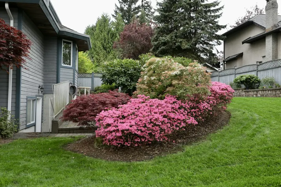 Mulched landscape bed with blooming azaleas beside a mowed lawn